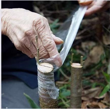 6 plant graft film
